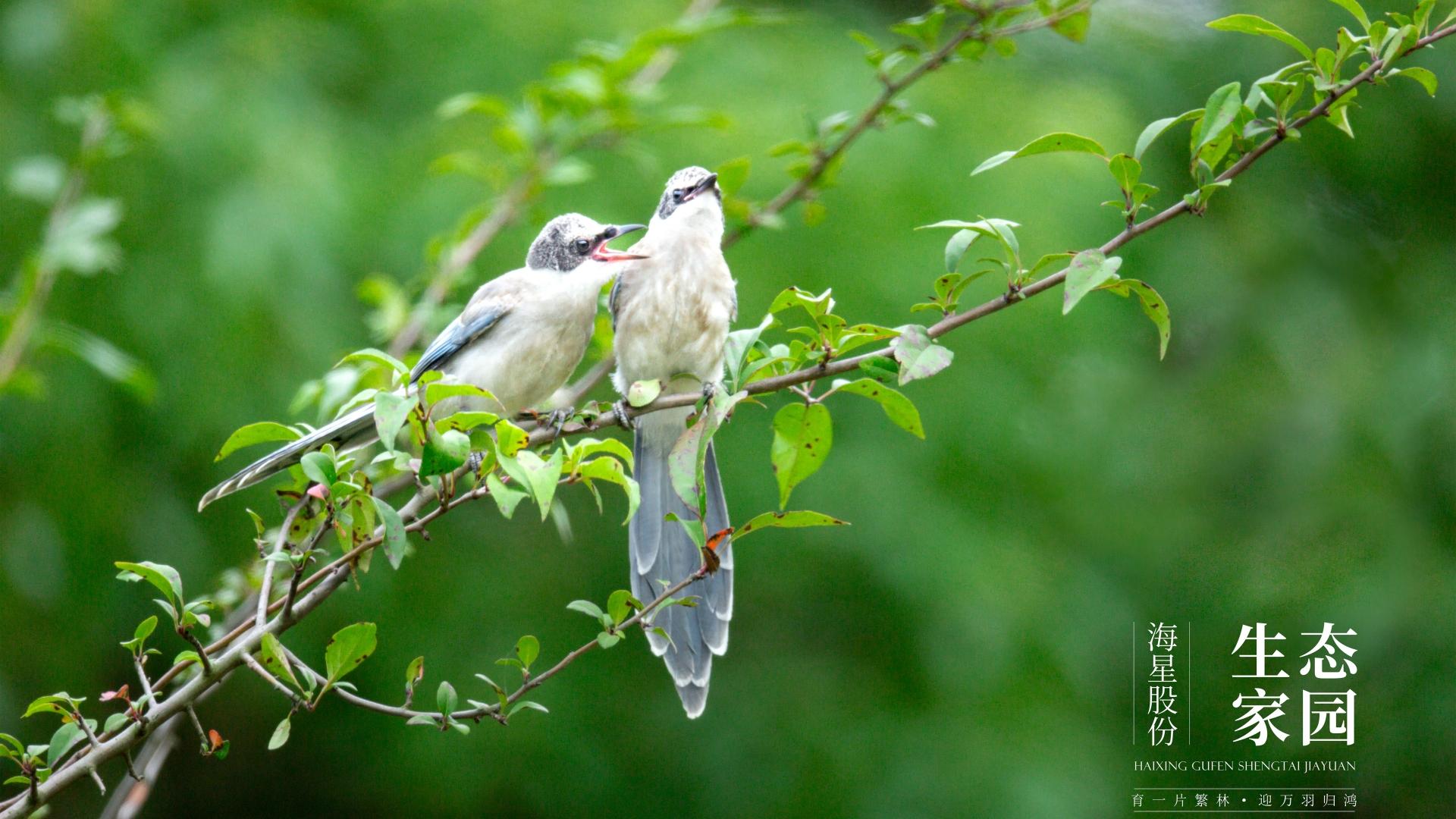 海星第30期攝影展 | 生態(tài)家園鳥(niǎo)類圖鑒
